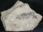 Detailed Fossil Fern - Hell Creek Formation #46925-1